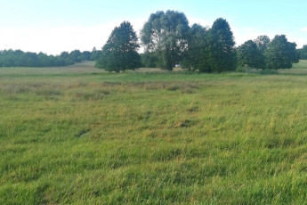 Działka Sprzedaż Ścichawa